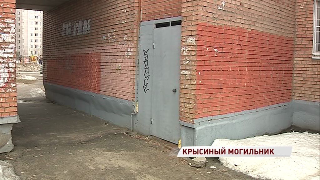 Жители многоэтажки в Заволжском районе страдают от трупного запаха: в подвале - крысы
