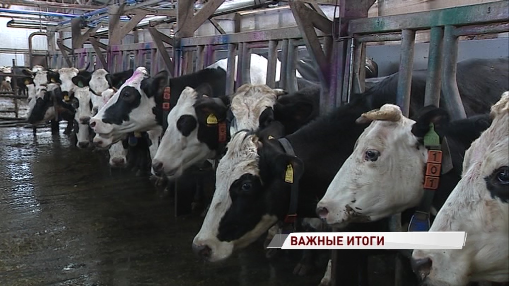 В Ростовском районе планируют запустить ферму на 3600 коров