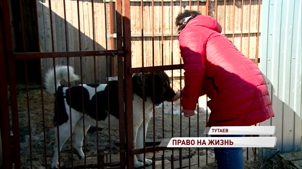 Тутаевский приют для собак получил президентский грант на развитие