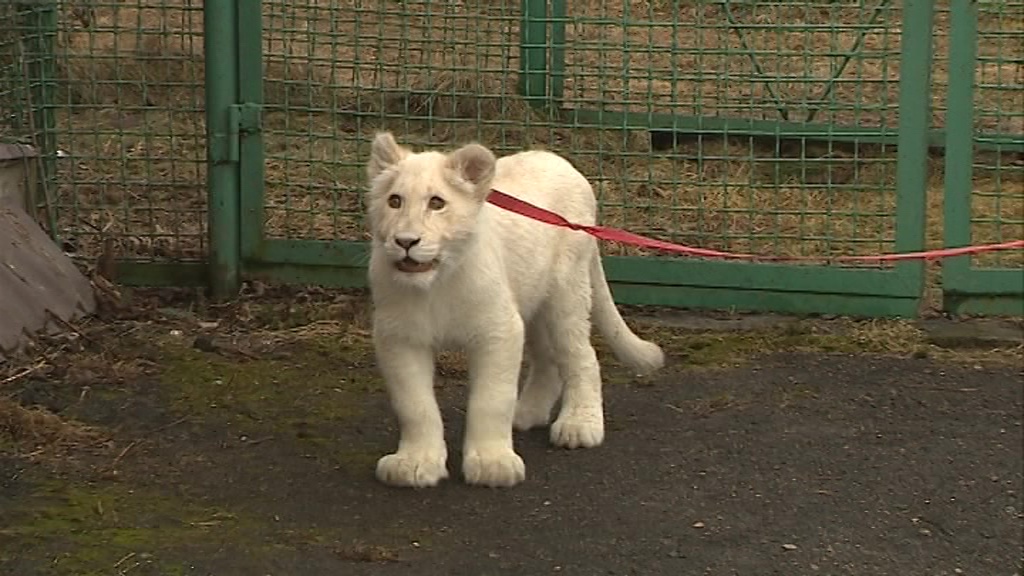 Львица-альбинос Лавина впервые вышла в свой вольер в зоопарке