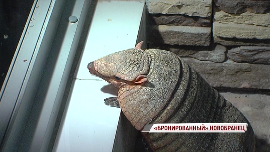 В ярославском зоопарке поселился щетинистый броненосец