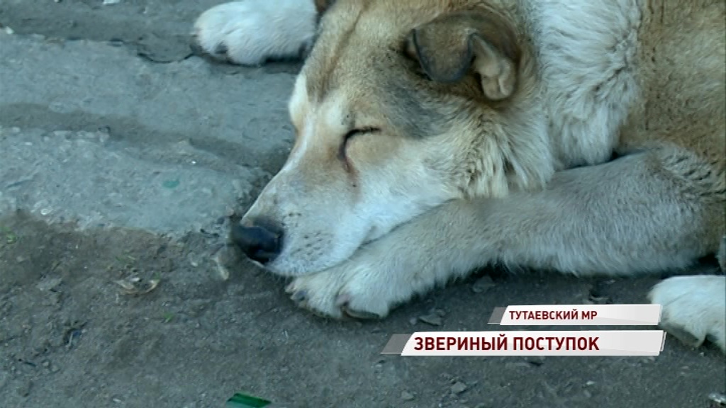 В Тутаевском районе неизвестный начал отстреливать кошек и собак