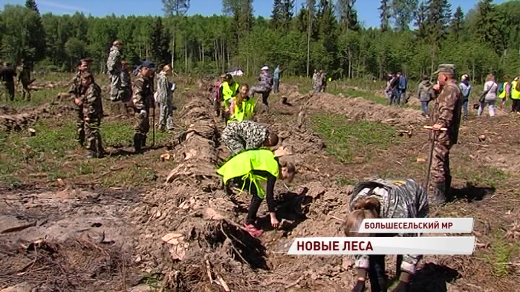 В Большесельском районе активисты высадили целый еловый лес