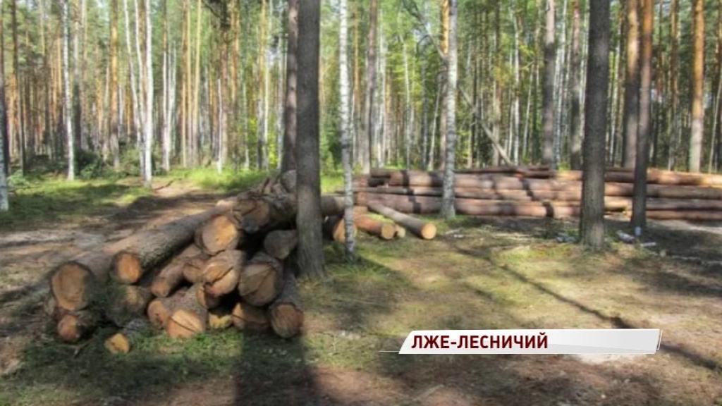 Экс-директор лесничества разрешил рубить лес в заказнике