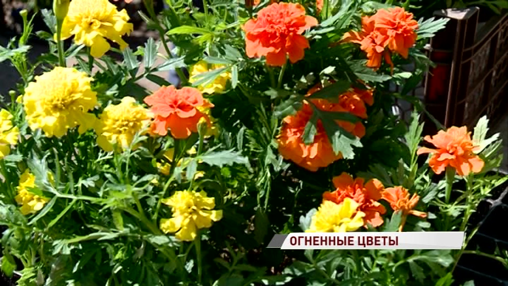 В Ярославль прибыли цветы с опасным паразитом: бархатцы пришлось сжечь