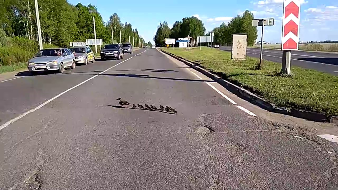 ВИДЕО: Ярославец перекрыл дорогу и помог утиному семейству перейти трассу