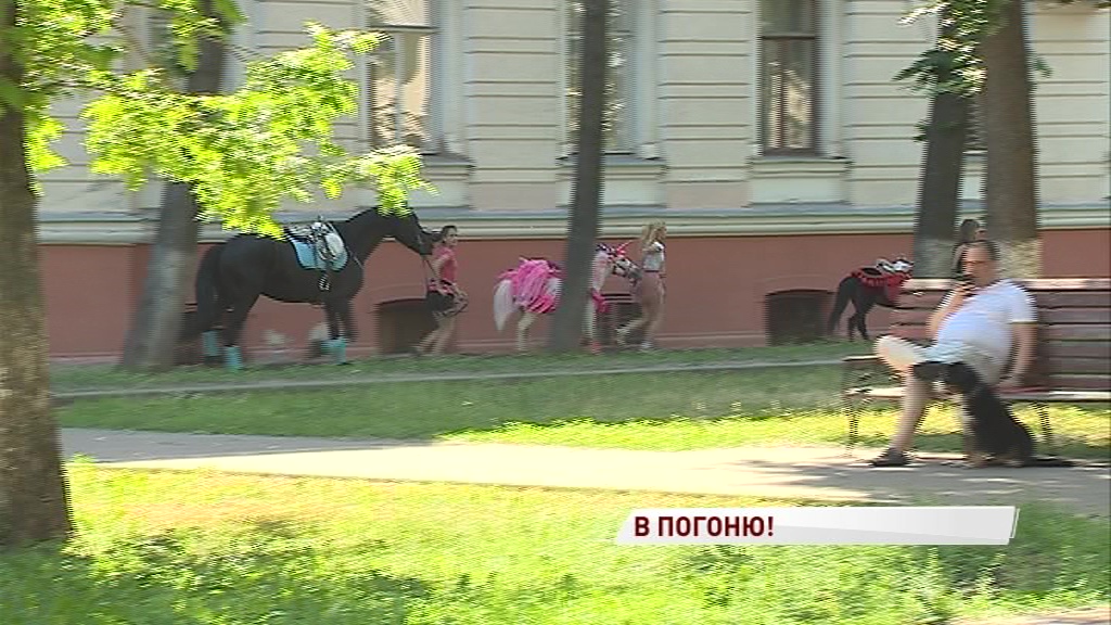 Инспекторы «гоняли» лошадей и хозяев по Ярославлю за несанкционированное катание