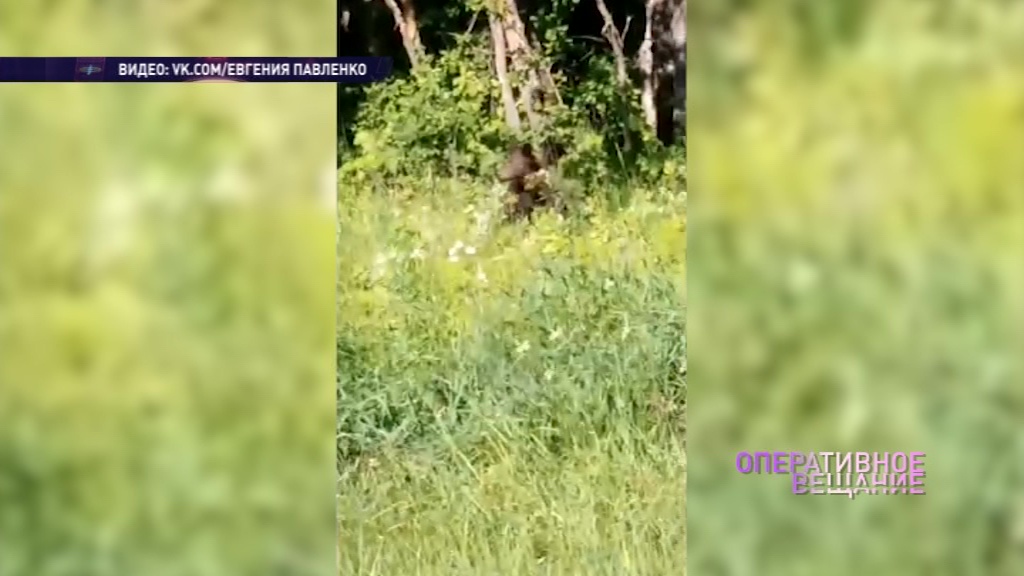Неожиданная встреча: в Даниловском районе к людям вышел медвежонок