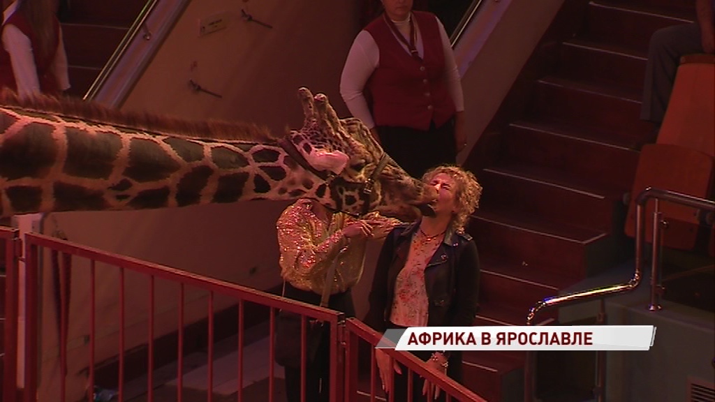В ярославском цирке теперь можно поцеловаться с жирафом: чем еще порадует новая программа