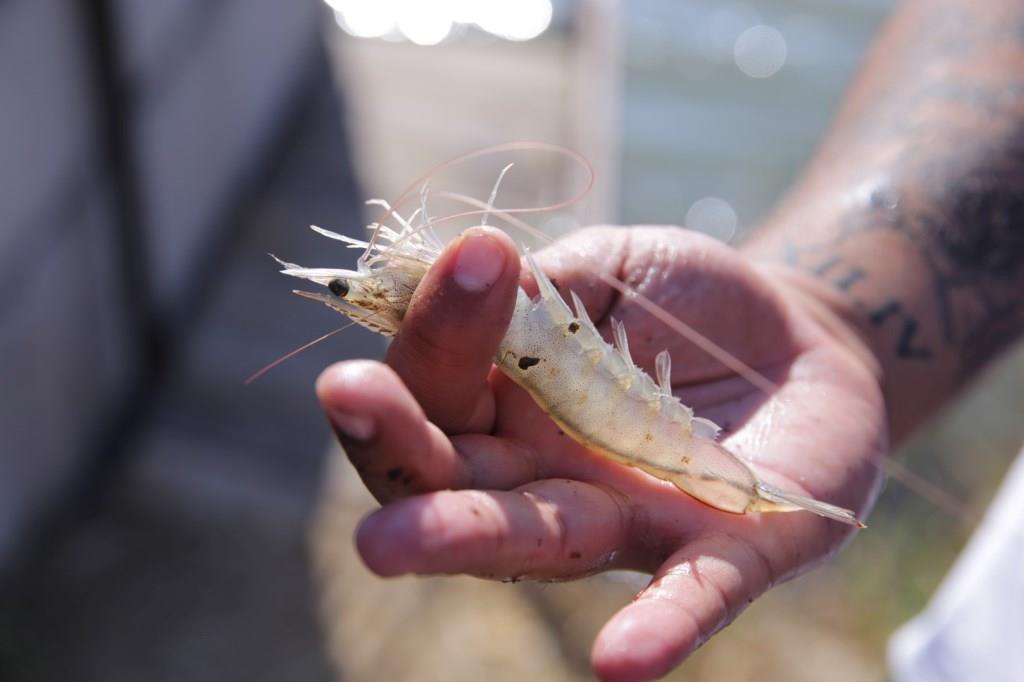 Через год на ярославских прилавках появятся экологически чистые крымские креветки
