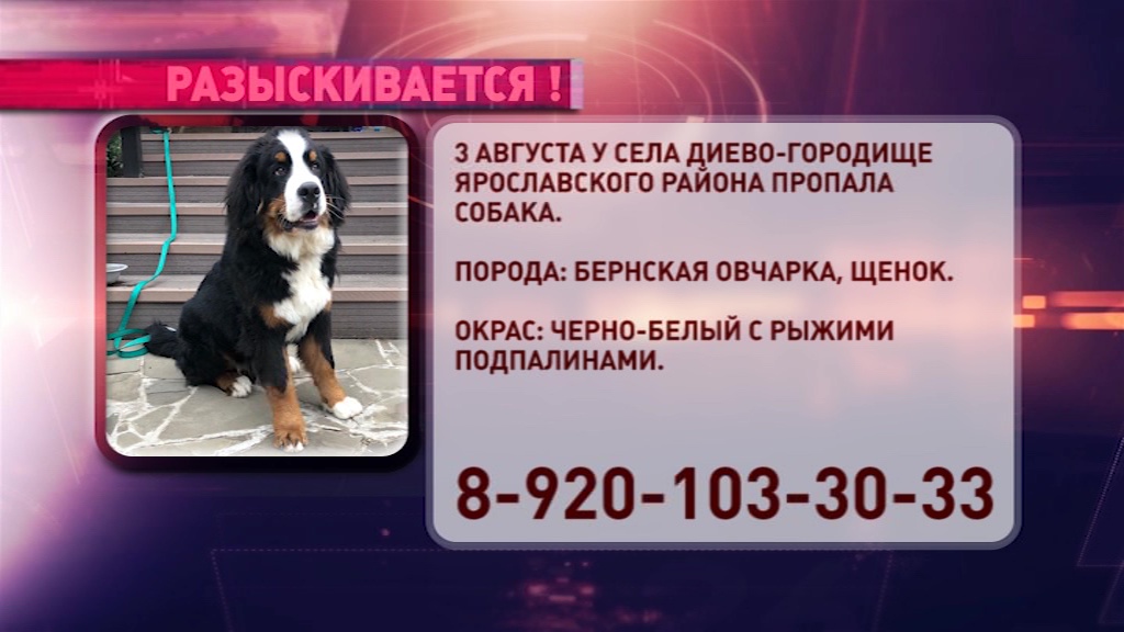 В Ярославском районе пропал трехцветный щенок