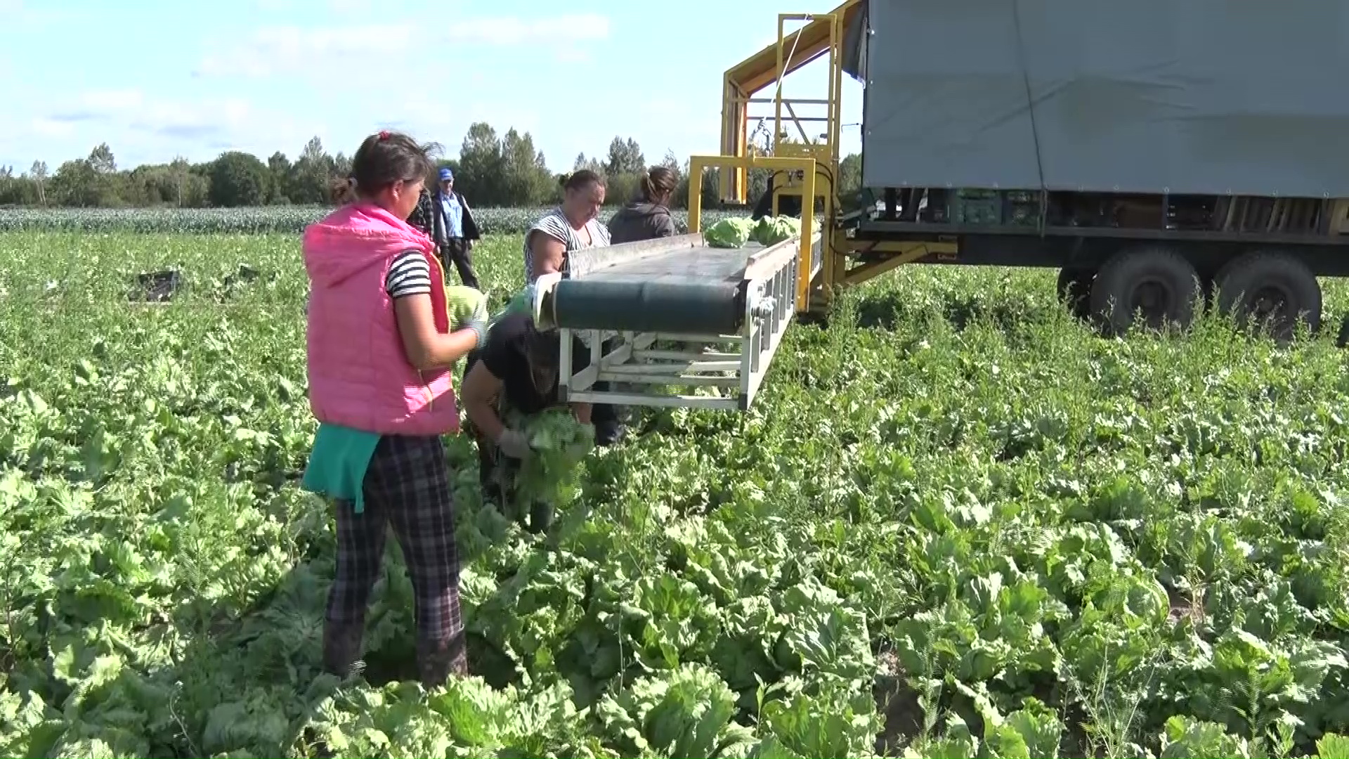 В Ярославской области собирают огромный урожай салата Айсберг
