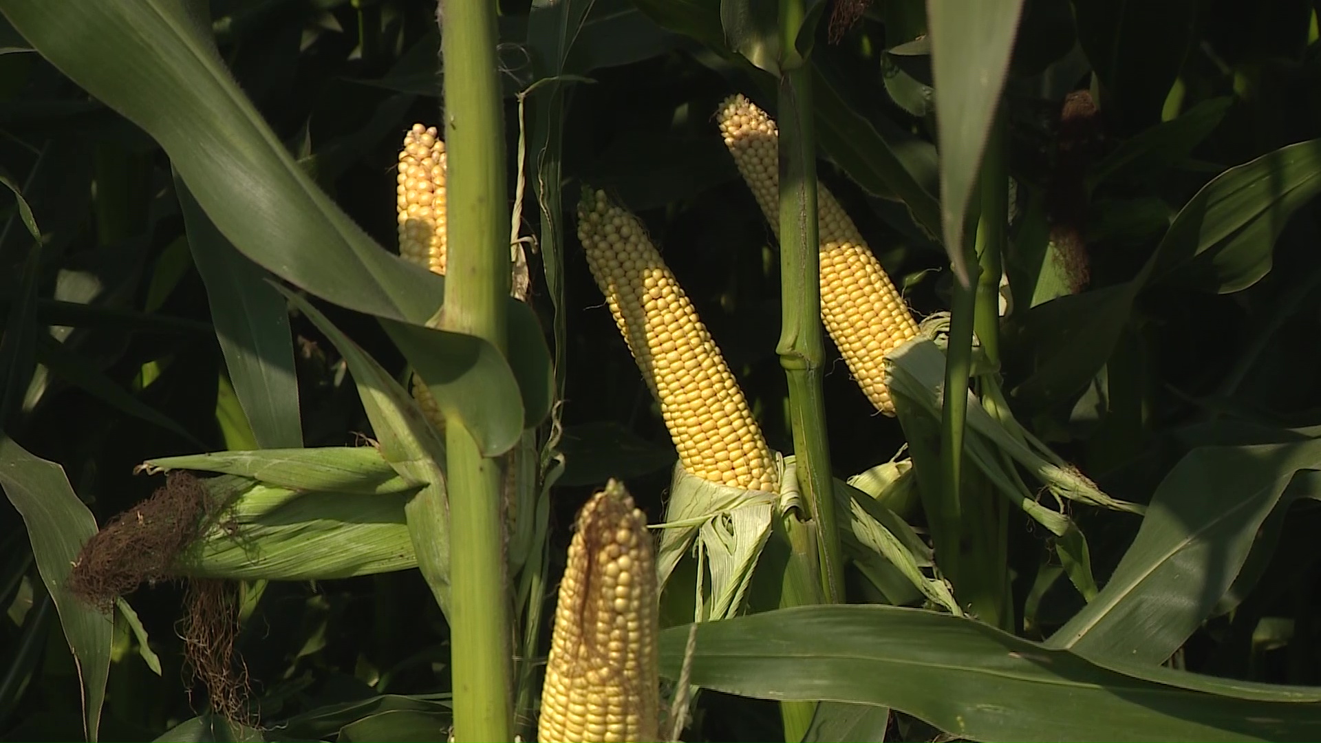 В Ростовском районе отпраздновали день кукурузы: какой урожай ждать этой осенью