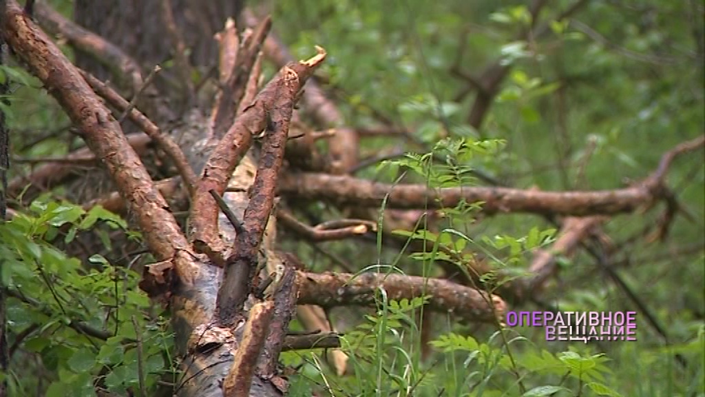 Экс-директора «Угличского лесничества» будут судить за рубку деревьев в заказнике