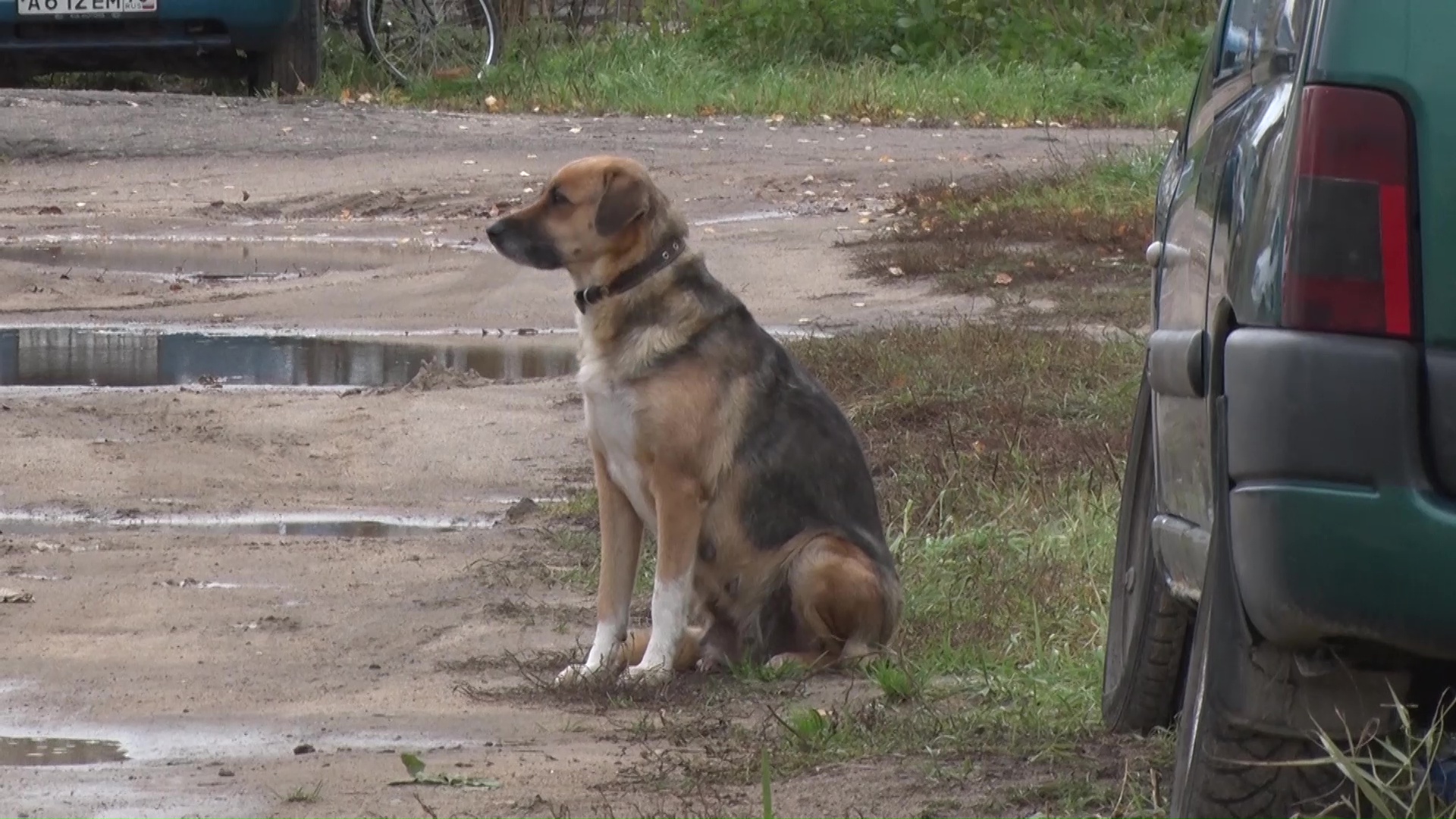 Верит, что скоро вернется: в Тутаеве собака полгода ждет умершего хозяина