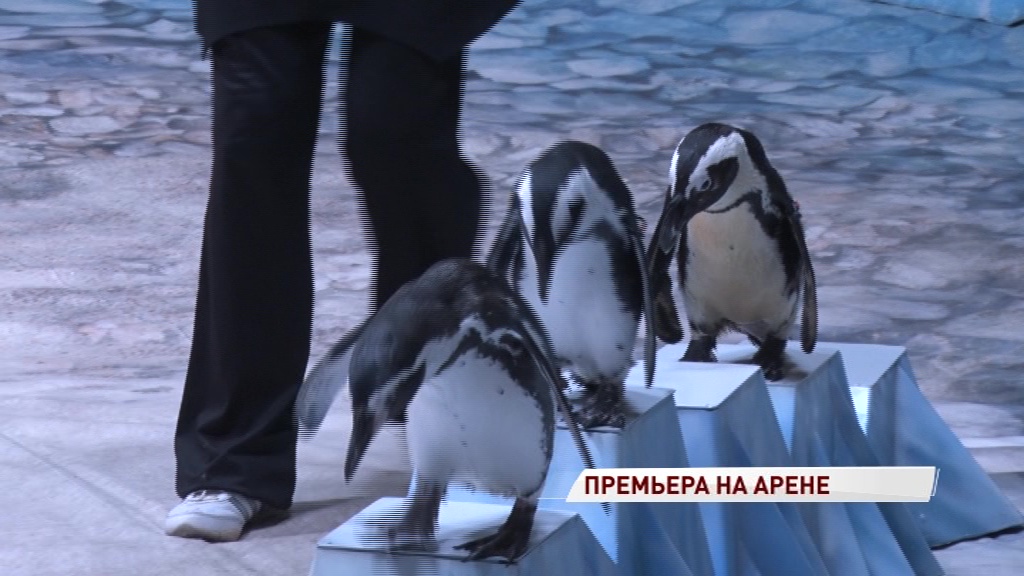 В ярославском цирке покажут дрессированных пингвинов