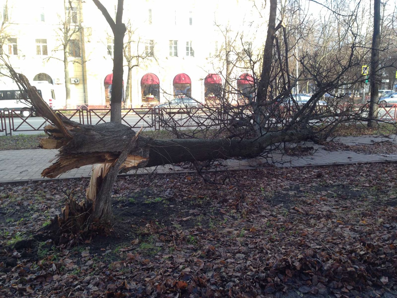 На Свободе рухнуло дерево прямо на тротуар