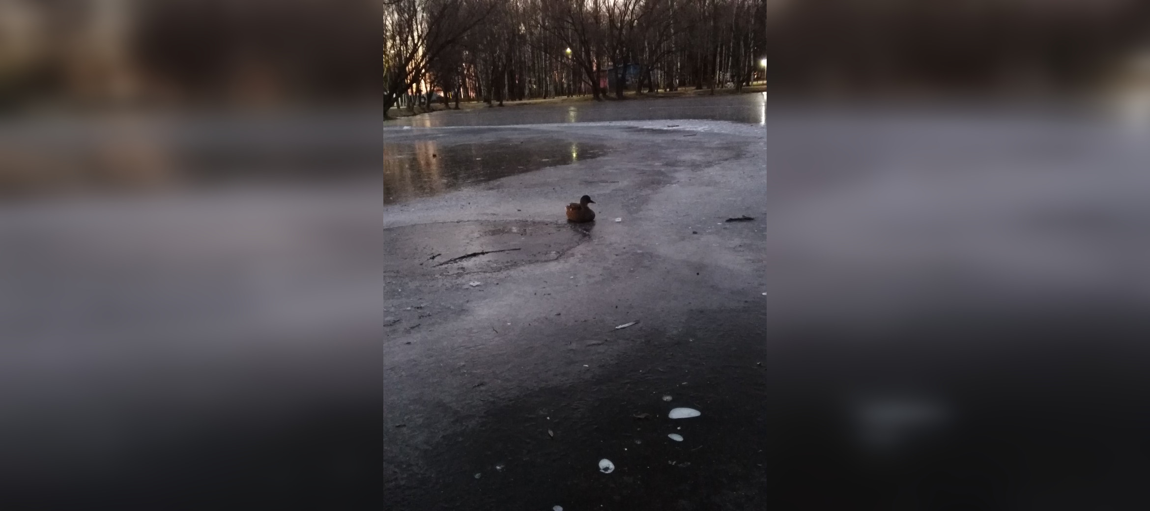 В Ярославле утки вмерзают в лед и погибают