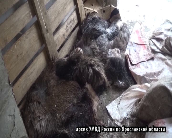 В Рыбинском районе браконьер охотился на лосей с помощью капканов