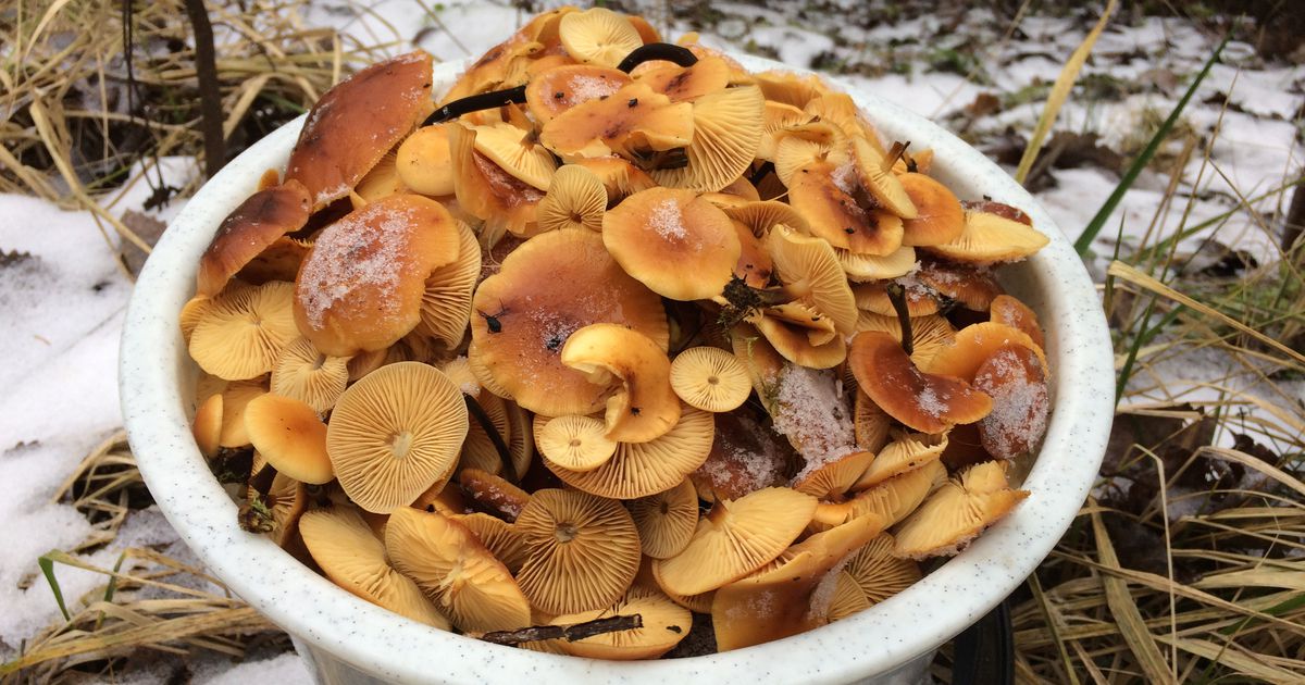 Идите в лес: в Ярославле под Новый год пошли грибы