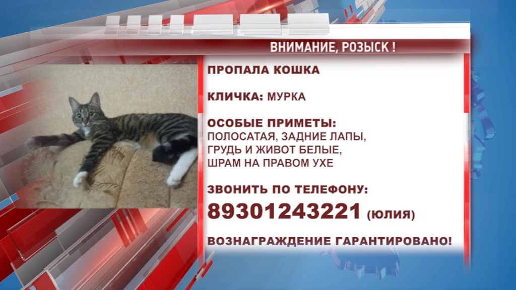 В Ярославле хозяева разыскивают свою кошку-путешественницу