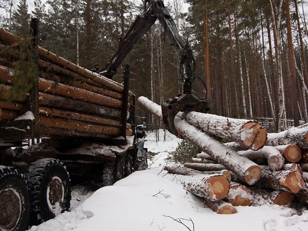 В прошлом году бюджет Ярославской области пополнился за счет пользования лесами