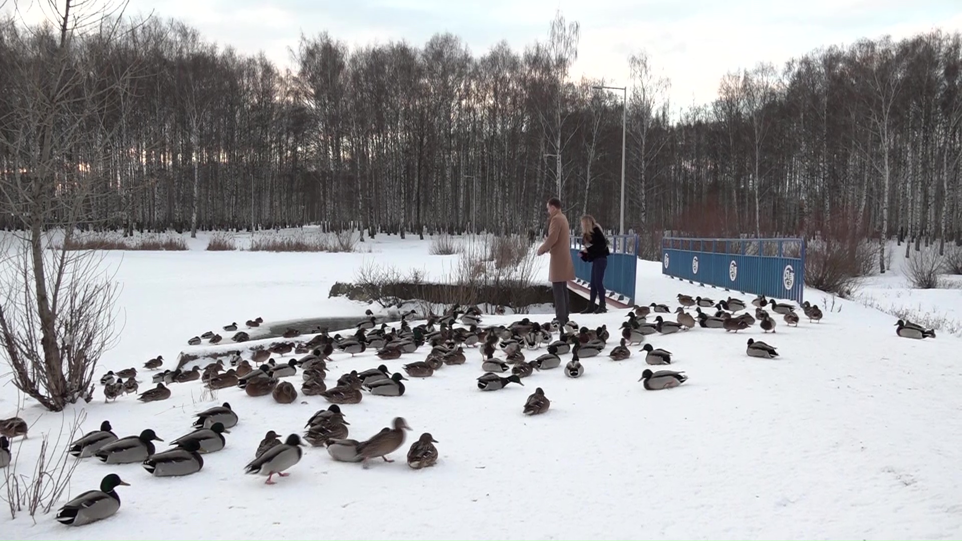 В Ярославле опять насмерть замерзают утки: почему они не улетели в теплые края