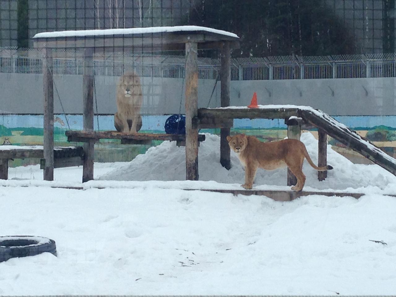В ярославском зоопарке поселилась новая львица Сима: фото