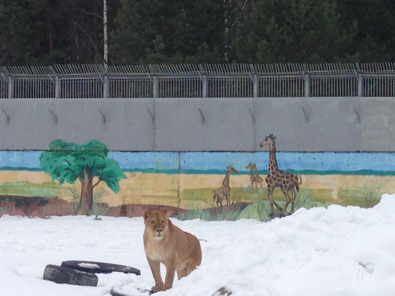 В ярославском зоопарке поселилась новая львица Сима: фото