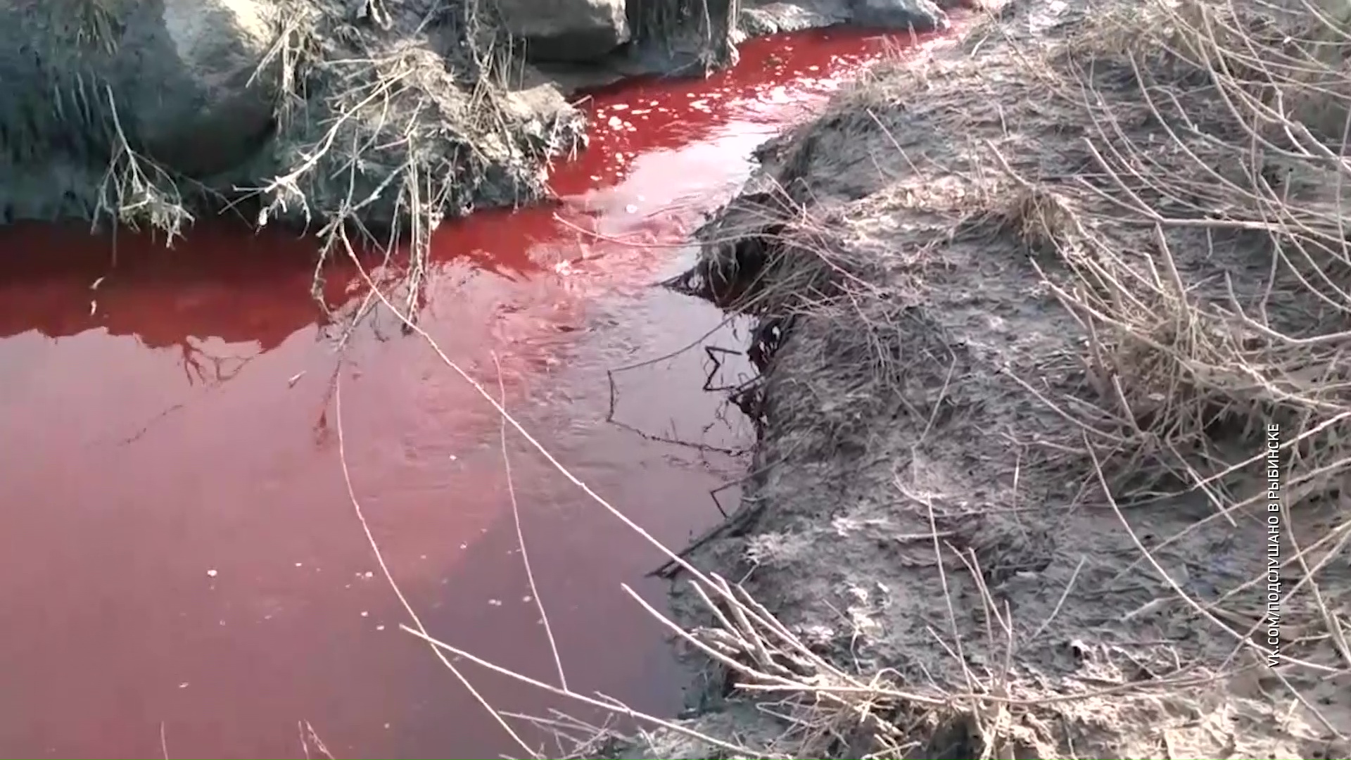 В Рыбинске разлился кровавый ручей: специалисты проводят проверку
