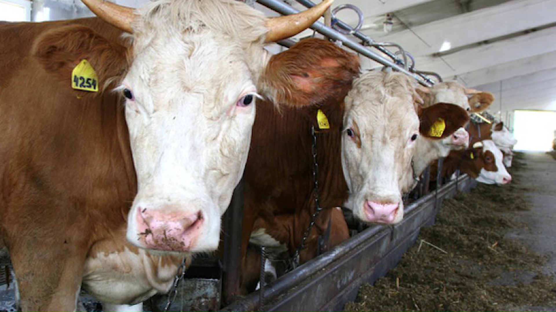 Под Ростовом закрыли ферму после массовой гибели скота