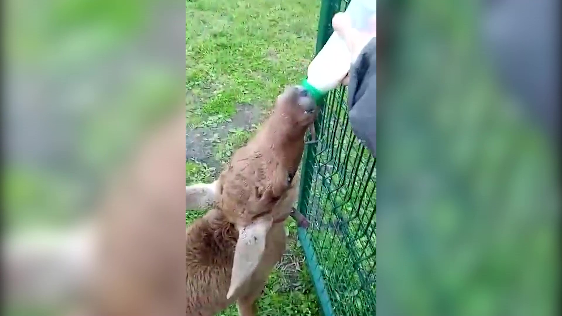 Лосенок, которого в лесу бросила мама, обжился в ярославском зоопарке: видео