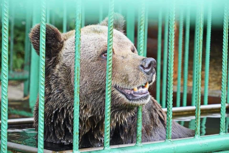 В Ярославле стартовала акция “Накорми медведицу Машу”