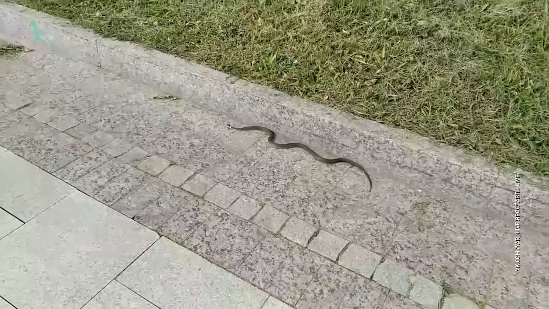 В Ярославле заметили змей