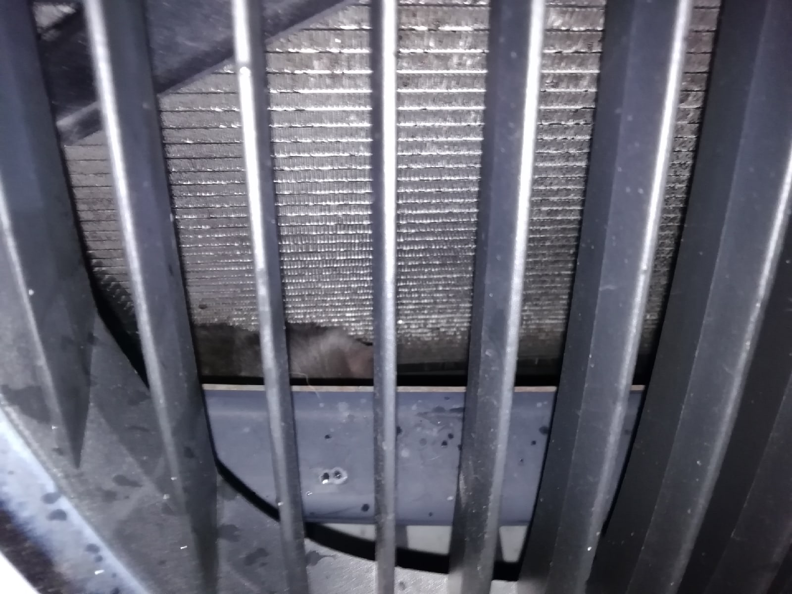 Неравнодушные ярославцы спасли котенка, застрявшего под капотом автомобиля