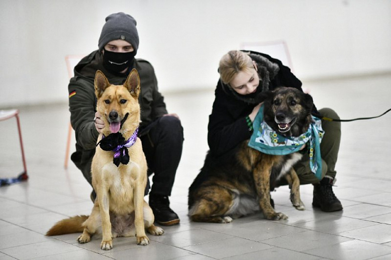 Они ждут хозяев: в Ярославле прошла акция-раздача бездомных животных