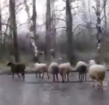 Коровы, овцы и рысь разгуливают по Дзержинскому району Ярославля