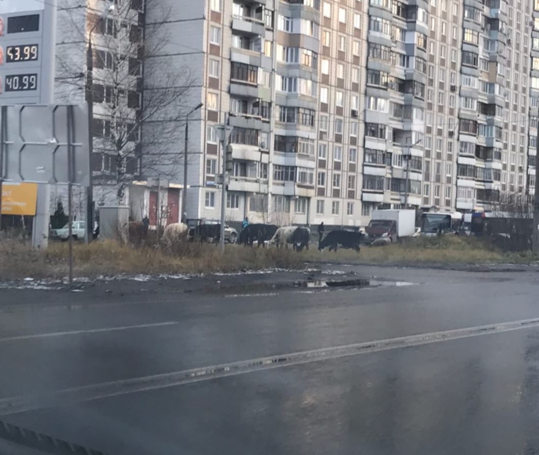 Коровы, овцы и рысь разгуливают по Дзержинскому району Ярославля