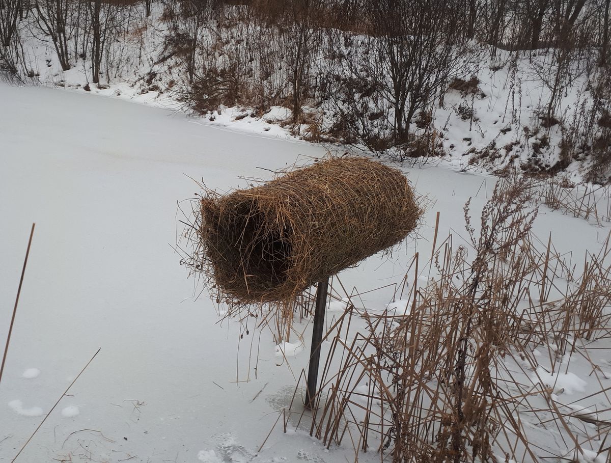 В Ярославской области обустроят 50 искусственных гнездовий для уток