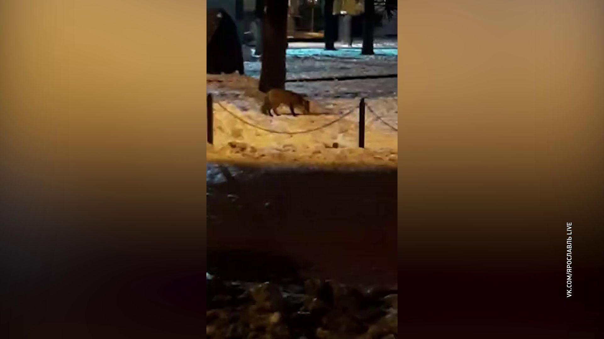 Лиса уже на Свободе: ярославцы встретили хищника в центре города