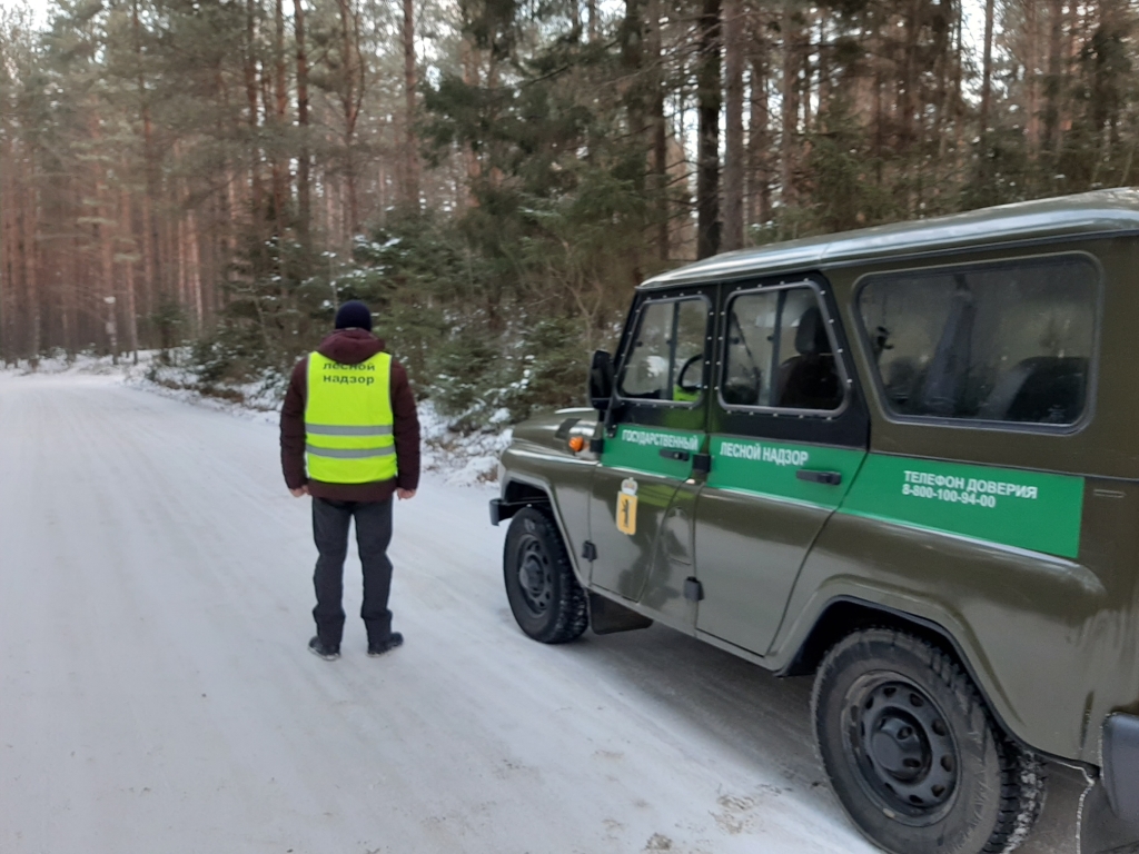 За незаконную вырубку елок будут штрафовать на полмиллиона: в лесах Ярославской области началось усиленное патрулирование