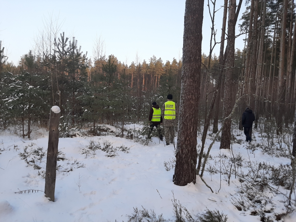 За незаконную вырубку елок будут штрафовать на полмиллиона: в лесах Ярославской области началось усиленное патрулирование