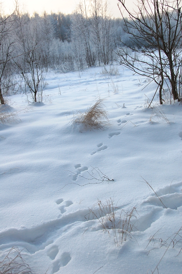 В Ярославской области животных посчитают по следам на снегу
