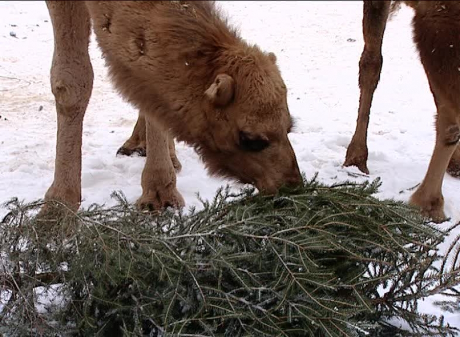 Ярославский зоопарк вновь начал принимать от населения живые елки