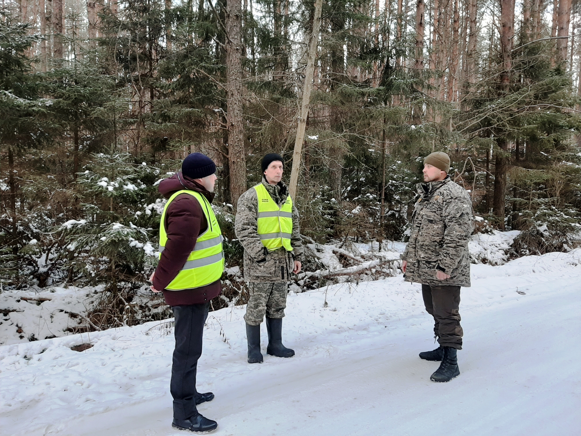 В Ярославской области выявили один случай незаконной вырубки елей