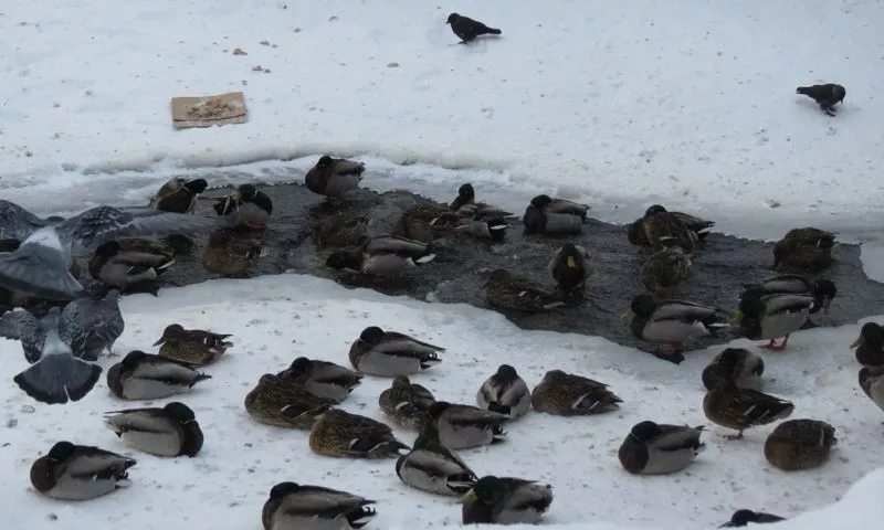 Ярославские спасатели помогают уткам пережить холодную зиму