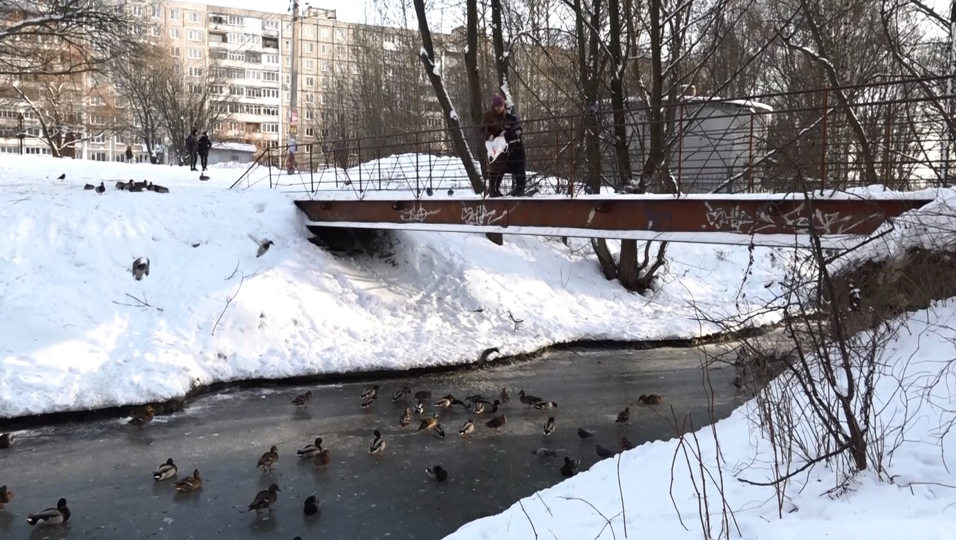 Замерзли, но не сломлены: специалисты рассказали, насколько опасна уткам зимовка в наших краях