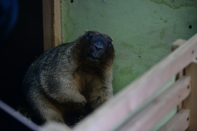 Весна наступает: обитатели Ярославского зоопарка начали выходить из спячки