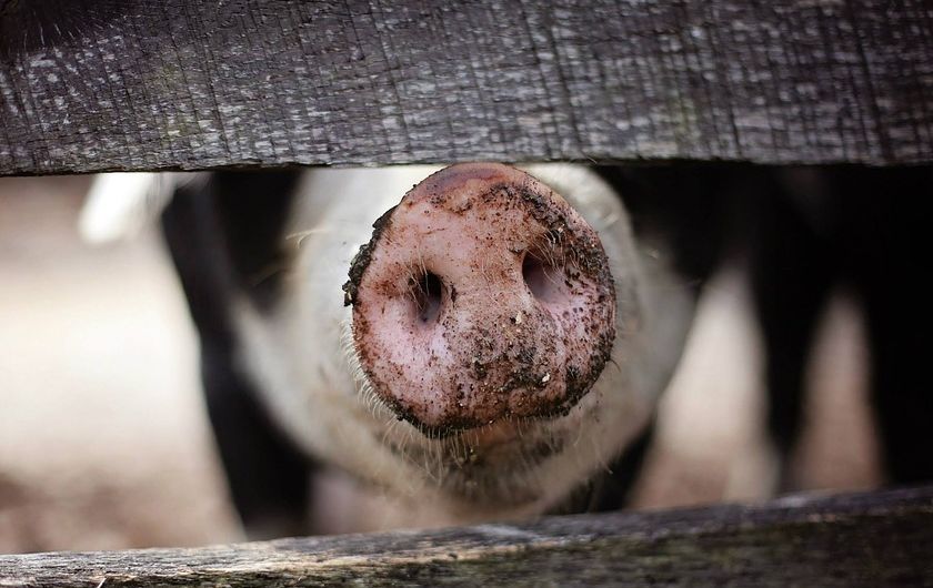 В Ярославле обнаружили очаг африканской чумы свиней