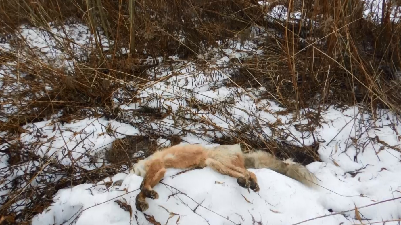 Страшная находка: в промзоне Рыбинска обнаружили мертвых животных